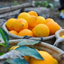 안녕이네 제주 황금향 선물세트 가정용, 2.5kg(실속형)