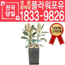 칼라고무나무 수채화 개업화분 개업선물 배달 이사 실내공기정화