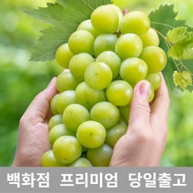도봉물산특가_[국내산] 가락청과네 청포도 1kg 청포도과일 선물 포도 샤인, 1, 본상품선택