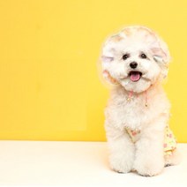 강아지 보닛 귀통풍 이어슈슈 강아지썬캡 4color, 화이트