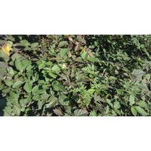 과수/유실수 슈퍼블랙베리(가시없는 복분자)묘목, 슈퍼블랙베리  삽목2년포트_4주, 1개