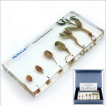 현미경 확대 관찰 땅콩 6단계 성장 표본 자연교구 어린이과학자 생물현미경