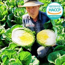삼부자 명품 강원도 고랭지 절임배추 20kg 예약판매, 81.02월 11일 (토) 도착
