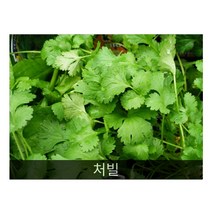 차로먹는허브 씨앗] 처빌 0.2g