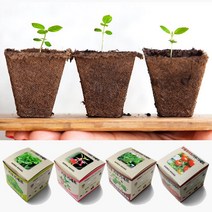 새싹 키우기 지피포트 4가지 식물 키우기세트 diy 강낭콩 봉선화 방울토마토 상추 친환경 화분, 지피포트_봉선화 키우기