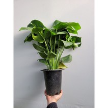 여로촉몬스테라델리시오사 중대품 50~80cm 199