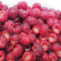 FUNET 산지직송 산딸기 생과 급냉, 1박스, 12_산딸기 생과 500g