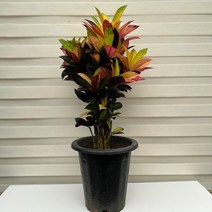 [다은꽃농원]아이스톤 특대품 아이스 크로톤 화려한 컬러 키우기쉬운 실내공기정화식물 카페 실내인테리어