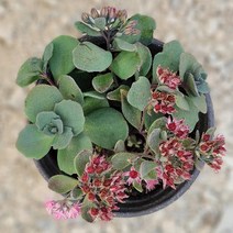 시즌플라워 [초화류]흑꿩의비름 10개셋트