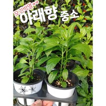 야래향-중소/모기쫓는 야래향나무, 1개