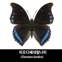 라오디쎄네발나비표본-Charaxes laodice