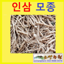 (소망)인삼뿌리모종(묘삼40개) 재배세트