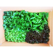 유럽샐러드 상추 3종이상 랜덤 500g 1kg 유러피안 샐러드 쌈채소(버터헤드 이자벨 카이피라 등), 1개
