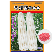 오스템바이오 박사찰옥수수 150립 2500립 종자 씨앗 대한민국대표 찰옥수수 다수확