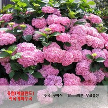 세종식물원 수국 (네덜란드)슈퍼볼 로즈화분