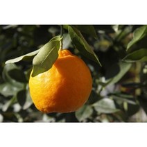 과실 한라봉묘목 7치화분(결실주)
