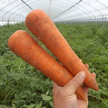 국내산 제주 구좌 당근 3kg 5kg 10kg, 01. 3kg : 왕특(주스용)