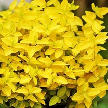 묘목/황금사철 노랑사철 120L 포트 4개 묶음 J258