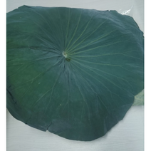 햇연잎 생연잎1kg 명당연향 연잎밥용 생연잎 진공포장 연밥용 업소용연잎, 1kg, 1개