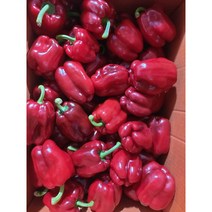 국내산 단단한 홍피망 500g