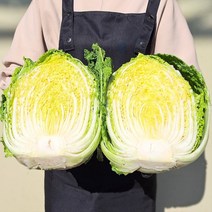 채소애 배추 1망 10kg 내외 네쪽용 (3포기)