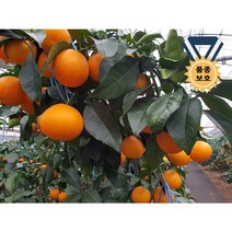 3년생묘목 윈터프린스/ 국산신품종 황금향 대조품종 감귤나무 가정원예 농가과수용