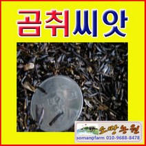 WC(소망)곰취씨앗(50ml 약3500립)/곰취종자씨앗판매, 1개