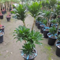 [성심] 콤팩타(대)110-120cm, 1개