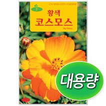 [토단] 대용량 황색 코스모스 씨앗 100g, 본상품