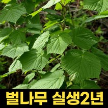 벌나무묘목 2년생 1주 벌나무 산청목 산겨릅 묘목