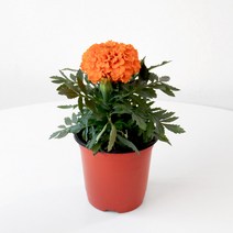 메리 골드 잉카 야생화 꽃모종 꽃화분 모종 만수국 천수국 금잔화 포트화분 봄꽃 관엽식물 꽃, 오렌지