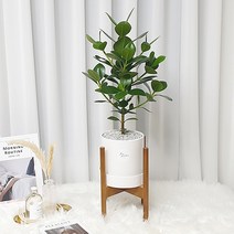 햇살농장 공기정화식물 개업화분 거실화분 반려식물, 7.크루시아, 1개