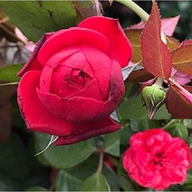 착한가격 나무생각 / 사계 명품 유럽 줄장미 / 레드피아노 / 1~1.2m, 주