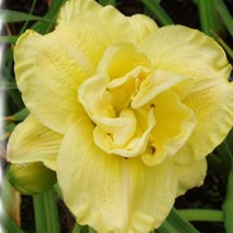 [뿌리]원추리(데이릴리)-옐로우서브마린: 1뿌리 QQ142