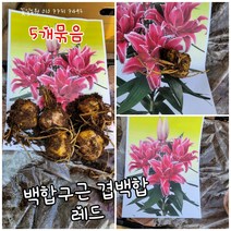 백합 겹백합 구근 5알 특 꽃길 신상품 랜덤농장직영매장 공기정화식물/미세먼지/공기정화효과 공기정화식물