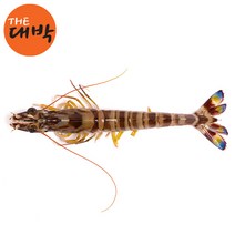 남해안 자연산 활 보리새우 오도리, 활 보리새우(오도리/중) 5마리