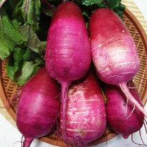 무주 반딧불 루비볼 과일무 자색무 4kg 1월이후 무청제거발송 동치미용