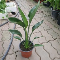 꽃피는극락조 중소품 레기니아 반려식물 25~45cm 99, 1개