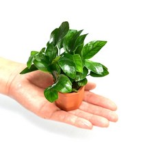 헬로아쿠아 모음)초보수초 200종모음전 쉬운수초 어항장식 열대어 어항꾸미기 수족관꾸미기, 90번) 아누비아스 나나 1포트