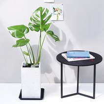 아침향기 공기정화식물 대형화분 FRP 화기 화분 - 몬스테라, FRP 화이트 몬스테라, 1개