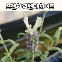 프렌치 라벤더 화이트(15cm 화분) 중품 흰색 라벤더 모종