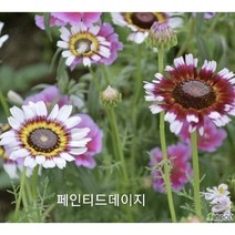 꽃씨앗 페인티드데이지 (15립)-일년초 종자씨앗 야생화 씨앗모음, 15립