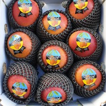 [명절선물] 당도선별 항공직송 고당도 애플망고 선물세트, 1박스, 항공직송 애플망고 8-9과 특대(4KG) 실속형