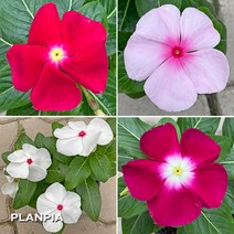 일일초 매일초 실내화초, 분홍, 1개