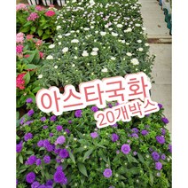 아스타국화 20개박스/신비로운 꽃 아스타국화
