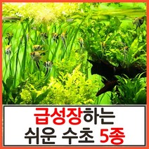 수초하우스)급성장하는 쉬운 수초 5종 세트, 싸게더많이(총70줄기)