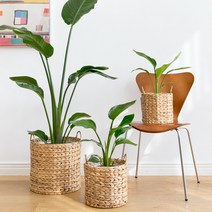 피플랜트 키우기 쉬운 거실화분 모음 인테리어 화분 음지 식물 집들이 개업식 개업축하 화분 실내공기정화식물, 더 라탄 + (대형)녹보수, 07 녹보수