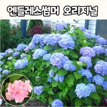 엔들레스썸머 오리지날 수국(블루 핑크), 5치 포트, 1개