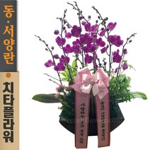 치타플라워 만천홍 서양란 승진 축하 생일 개업 이사 화분 [CT09A-01] 미니 호접란 전국 당일 배송 꽃배달 [서울.경기일부만 같은화분]