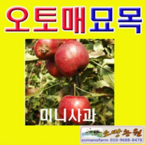 (D소망)미니사과나무묘목(오토매)접목1년3그루 오토메